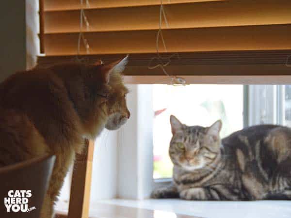 orange tabby cat looks out window past one-eyed brown tabby cat 
