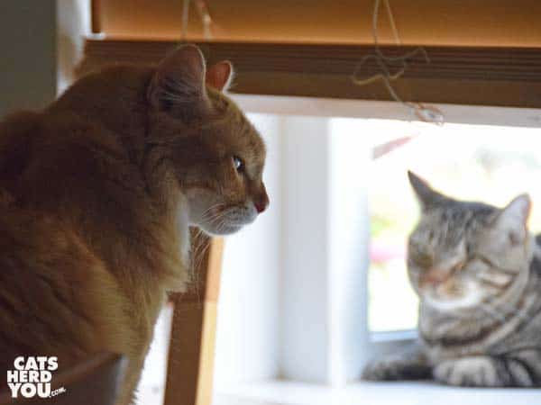 one-eyed brown tabby cat sits in window while orange tabby cat looks on