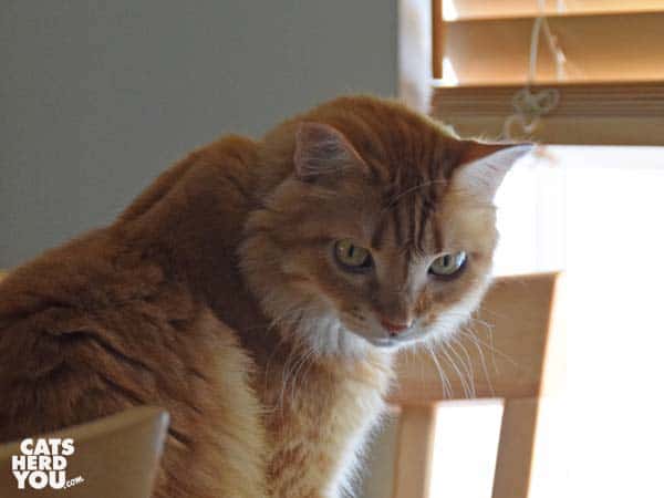 orange tabby cat looks away from window