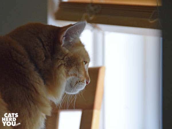 orange tabby cat looks out window