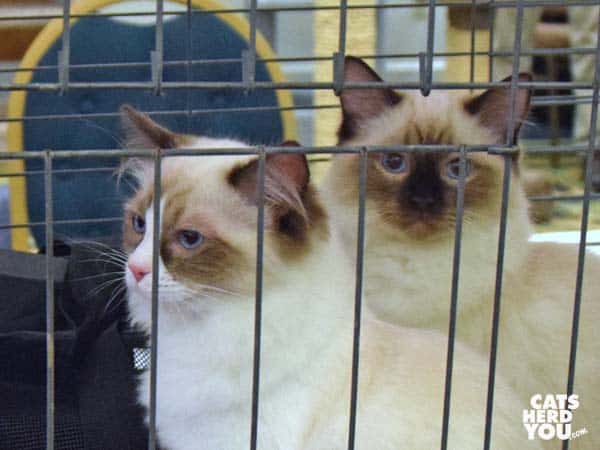 himilayan and ragdoll kittens