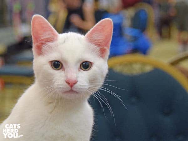 white kitten