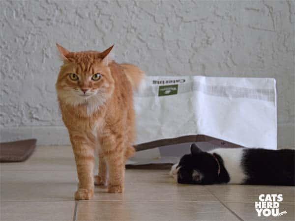 orange tabby cat walks away from bag and black and white tuxedo cat