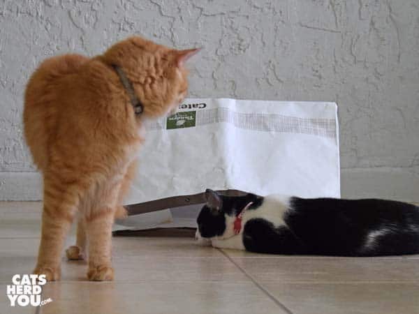orange tabby cat looks at black and white tuxedo cat near bag