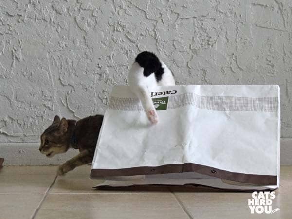 black and white tuxedo cat leaps over bag as gray tabby cat retreats