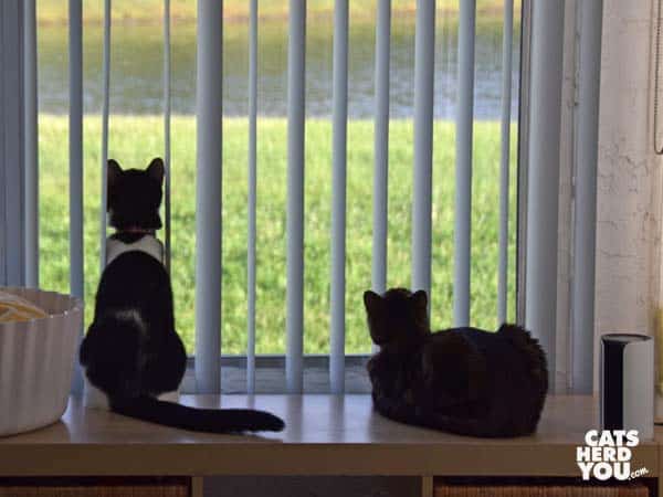 black and white tuxedo cat and one-eyed tabby cat silhouetted against window