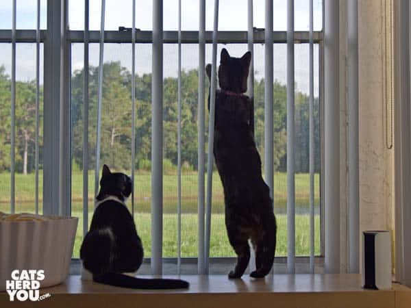 black and white tuxedo cat and one-eyed tabby cat silhouetted against window