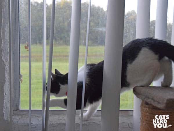 black and white tuxedo cat pursues frogs