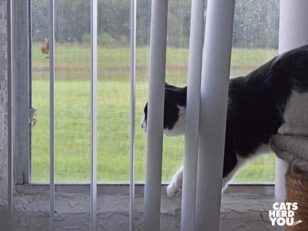 black and white tuxedo cat pursues frogs