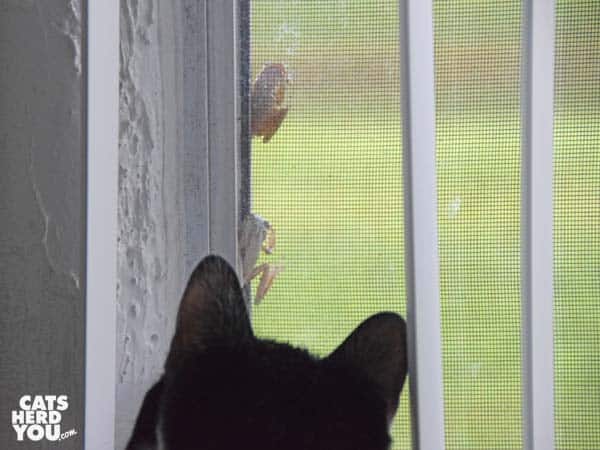 black and white tuxedo cat pursues frogs