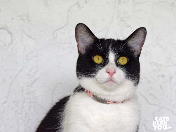 black and white tuxedo cat