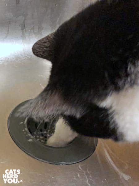 black and white tuxedo cat paws at drain