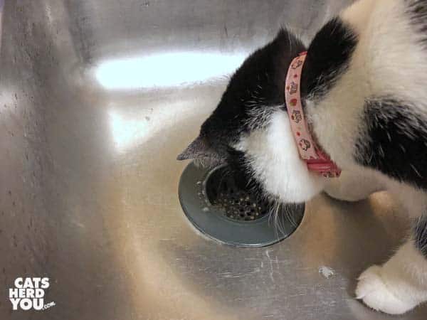 black and white tuxedo cat looks down drain