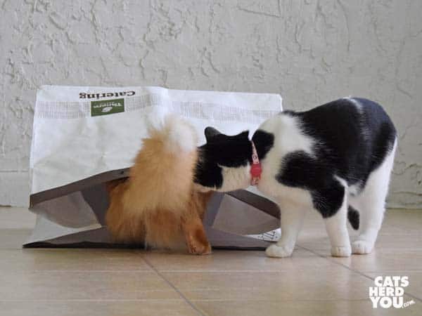 black and white tuxedo cat looks at orange tabby cat tail protruding from bag