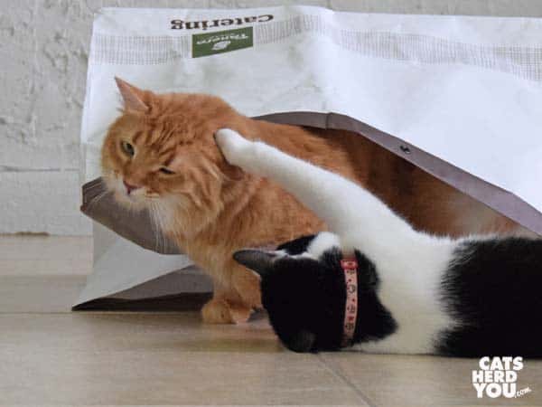 black and white tuxedo cat grabs orange tabby cat as he exits bag
