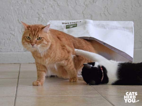 black and white tuxedo cat grabs orange tabby cat as he exits bag