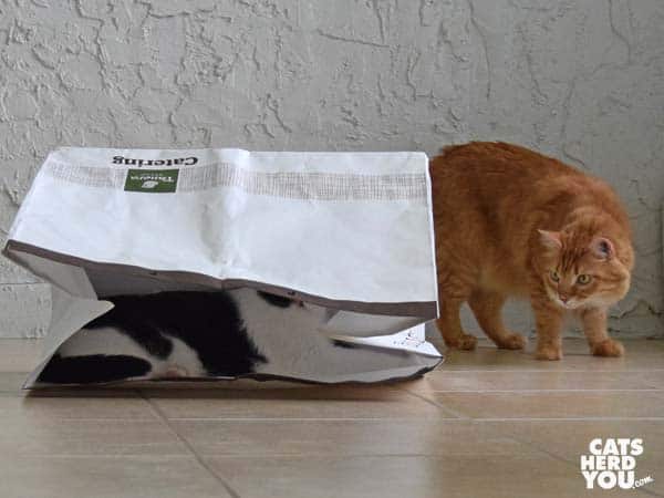 black and white tuxedo cat looks at bag