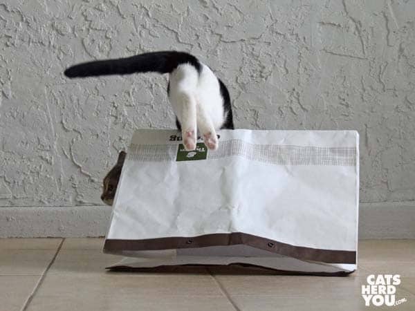 black and white tuxedo cat leaps over bag