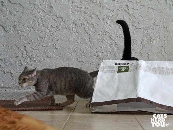 black and white tuxedo cat leaps over bag as gray tabby cat retreats