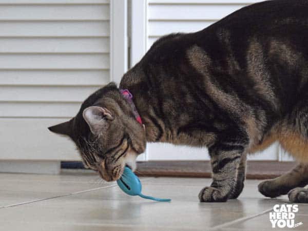 one-eyed brown tabby cat and mouse toy