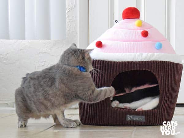 gray tabby cat swats at black and white tuxedo cat inside cupcake bed
