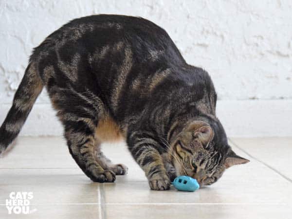 one-eyed brown tabby cat and mouse toy
