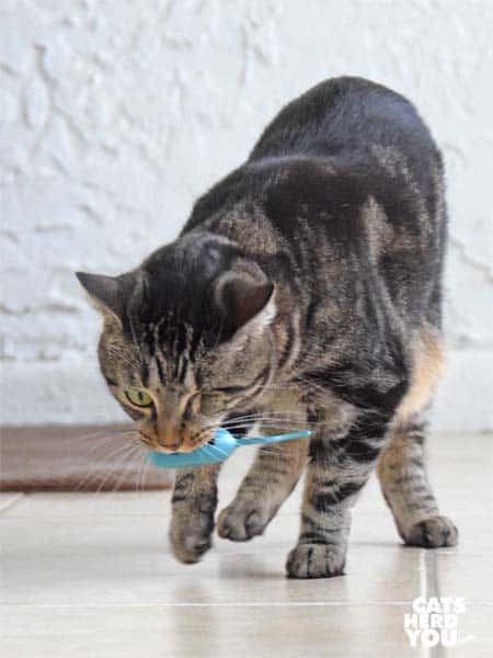 one-eyed brown tabby cat and mouse toy