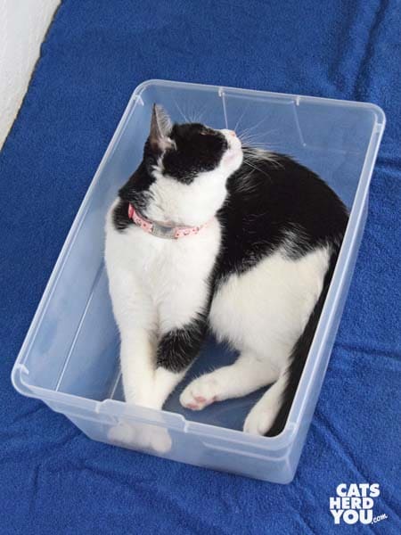 black and white tuxedo cat in plastic box