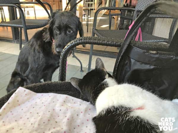 black and white tuxedo cat looks at black dog
