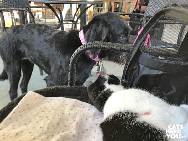 black and white tuxedo cat looks at black dog
