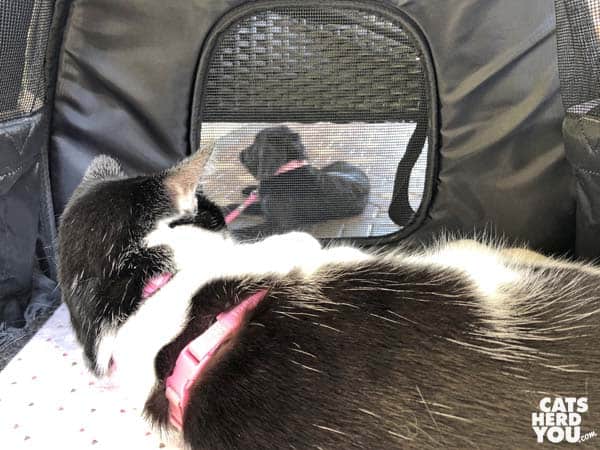 black and white tuxedo cat looks at black dog