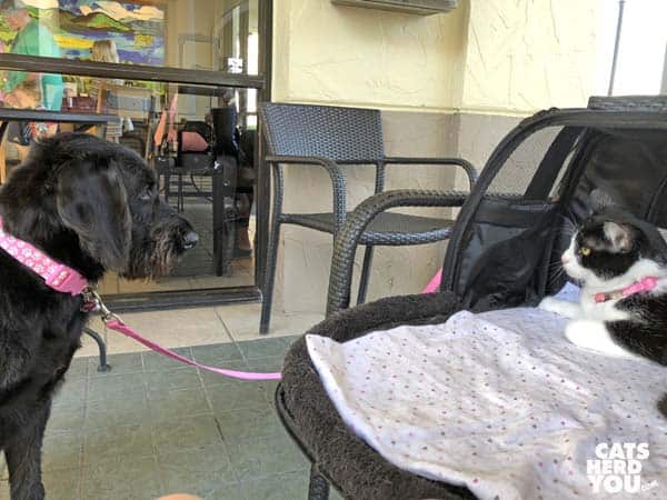 black and white tuxedo cat looks at black dog