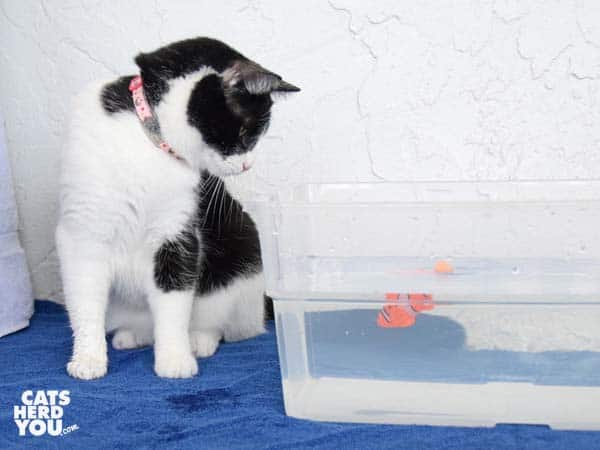 black and white tuxedo cat looks at robotic fish