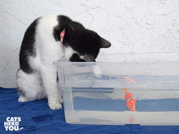 black and white tuxedo cat paws at robotic fish