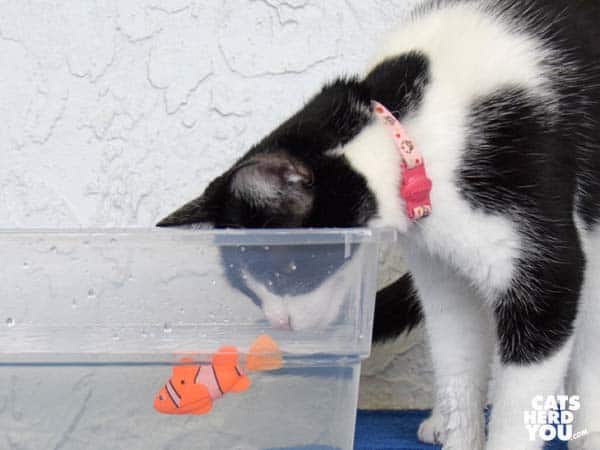 black and white tuxedo cat looks at robotic fish