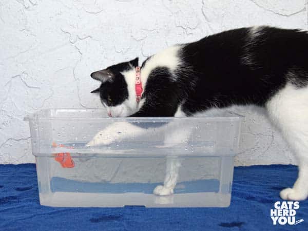 black and white tuxedo cat wades into water after robotic fish