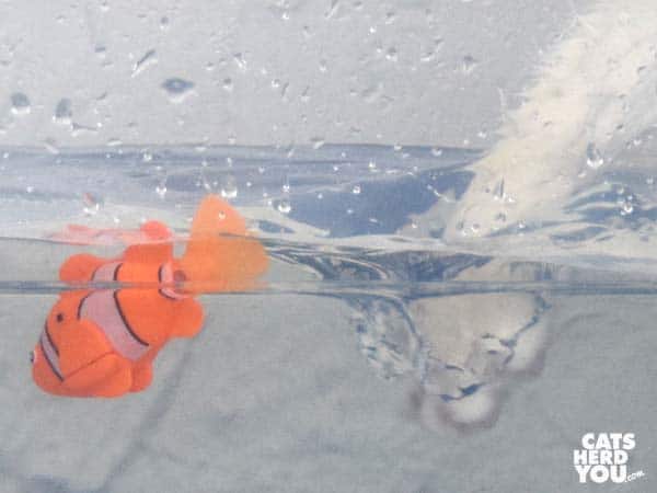 white paw splashes next to robotic fish