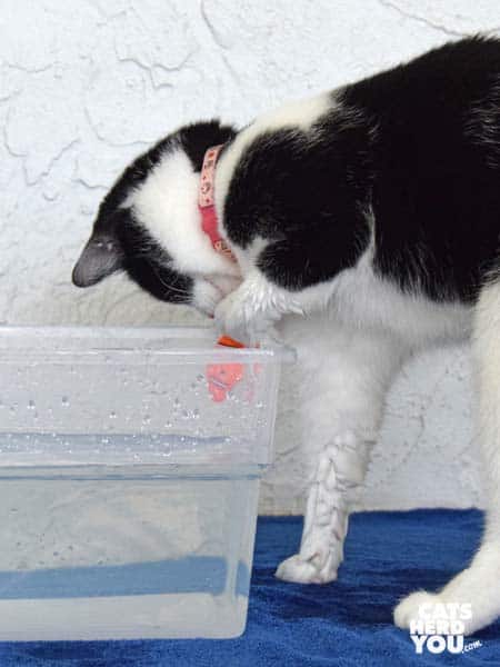 black and white tuxedo cat catches robotic fish
