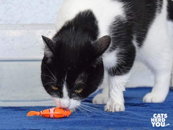black and white tuxedo cat sniffs robotic fish