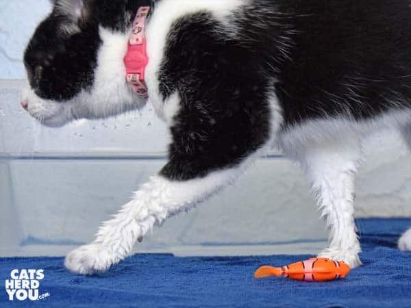 black and white tuxedo cat walks away from robotic fish
