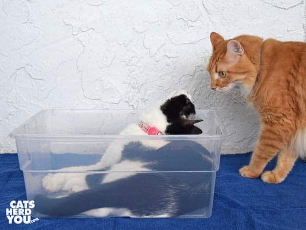 orange tabby cat looks at black and white tuxedo cat in plastic box