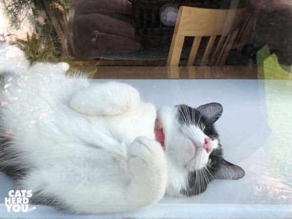 black and white tuxedo cat rolls around inside window