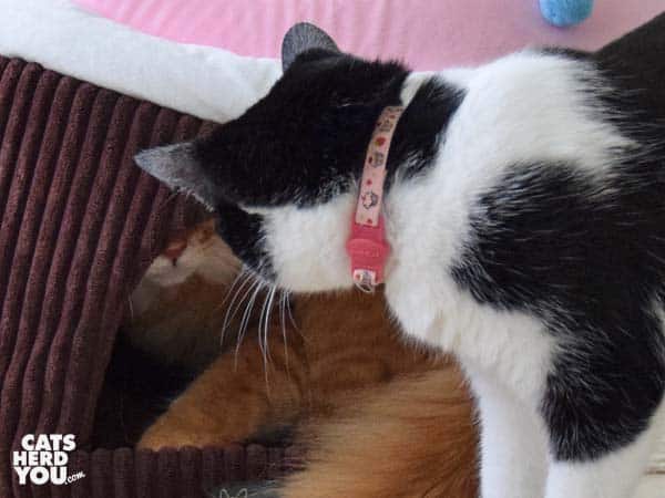 black and white tuxedo cat looks at orange tabby cat in cupcake bed