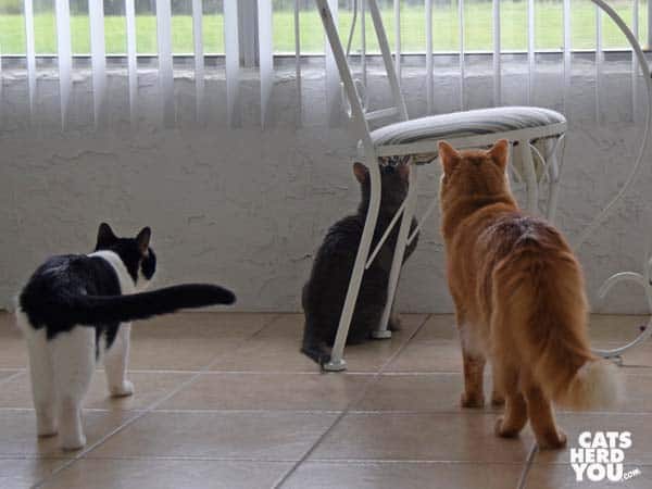 orange tabby ca, gray tabby cat, and black-and-white tuxedo cat look out window at lizard