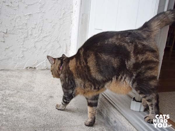 one-eyed brown tabby cat walks out of door