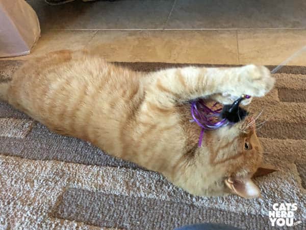 orange tabby cat play