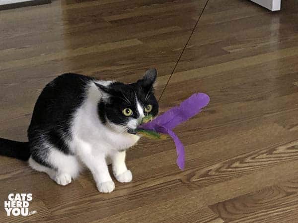 black and white tuxedo cat holds feather toy in her mouth