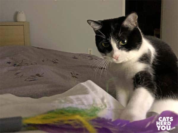 black and white tuxedo cat plays with feather cat in bed