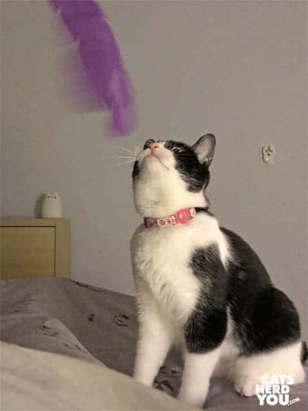 black and white tuxedo cat plays with feather cat in bed