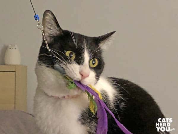 black and white tuxedo cat holds feather toy in her mouth